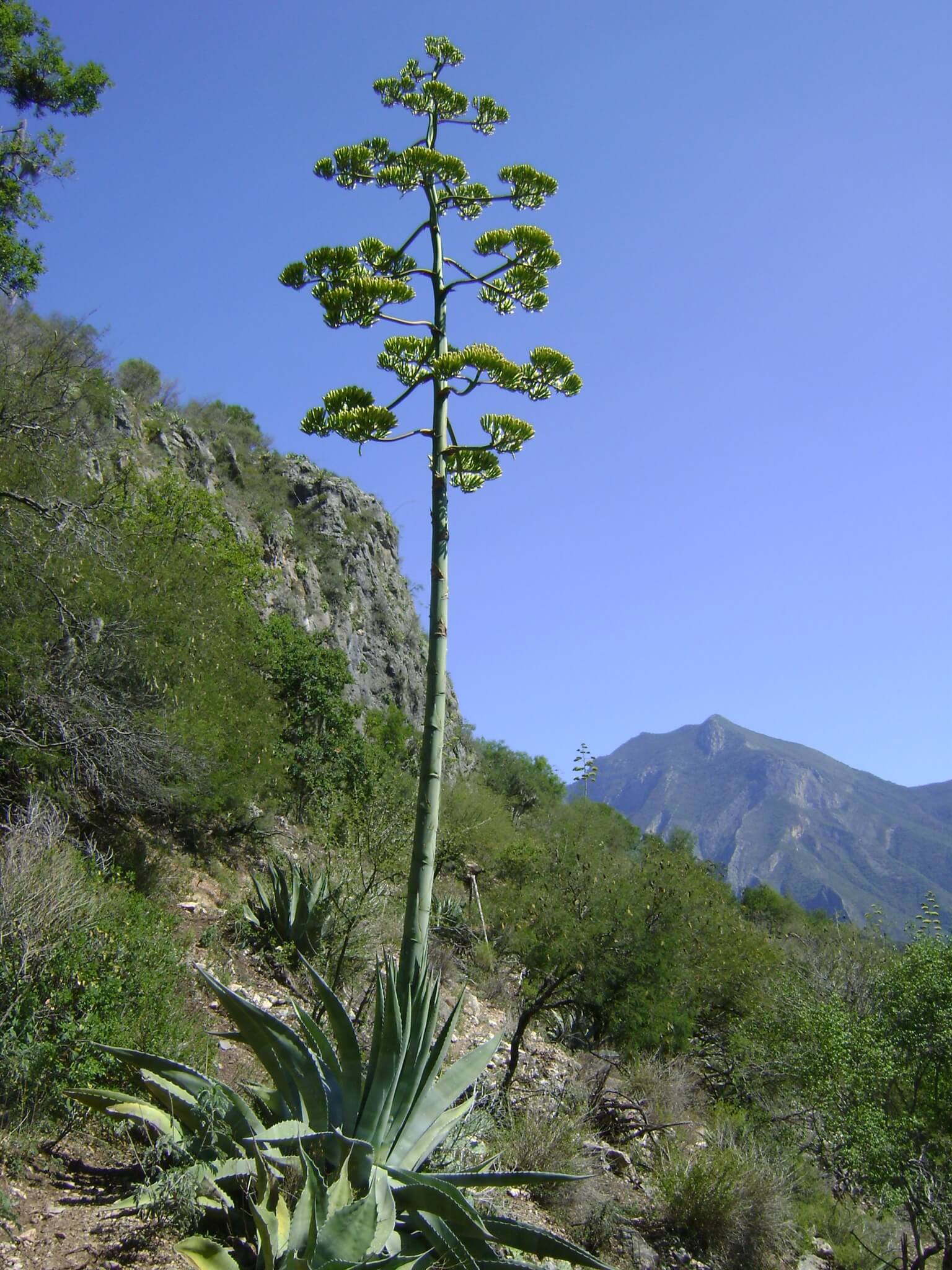 Agave americana